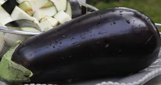 Fat Eggplant Fat Eggplant