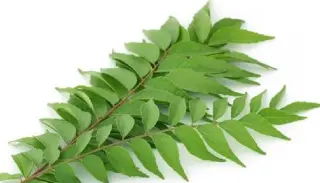 Curry Leaves Curry Leaves