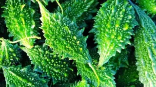 Karela Karela