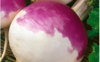 Turnips Turnips