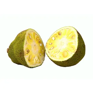 Green Jackfruit Green Jackfruit