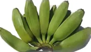 Burru Banana Burru Banana