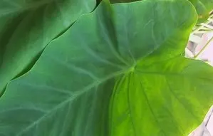 Patra Leaves Patra Leaves