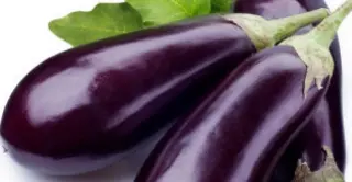 Fency Eggplant Fency Eggplant