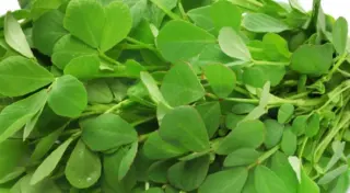 Methi Leaves Methi Leaves